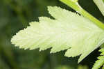 Wild parsnip